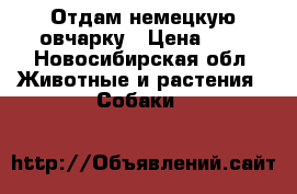 Отдам немецкую овчарку › Цена ­ 1 - Новосибирская обл. Животные и растения » Собаки   